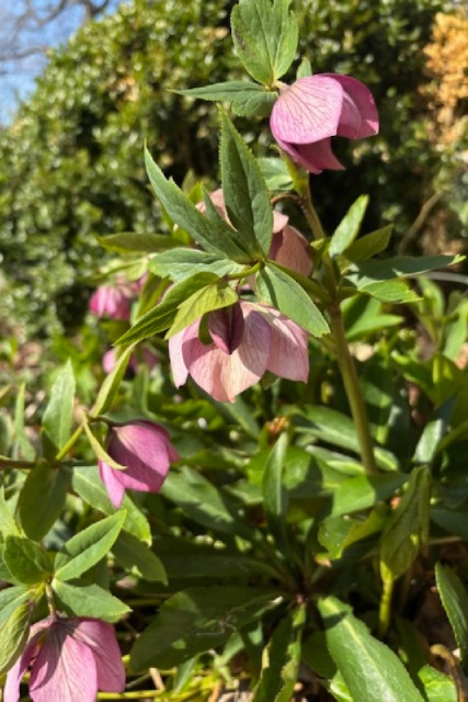 hellebore y .JPG